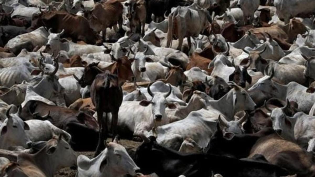 ‘इस्कॉन सबसे बड़ा धोखेबाज संगठन, गौशालाओं की गायों को बेचता है कसाइयों को’, BJP सांसद ने लगाया गंभीर आरोप