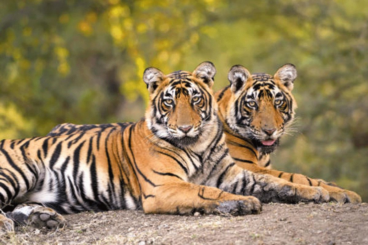 रानी दुर्गावती और नौरादेही सेंचुरी बना प्रदेश का सबसे बड़ा टाइगर कोर एरिया, यहां 28 बाघों का मूवमेंट 