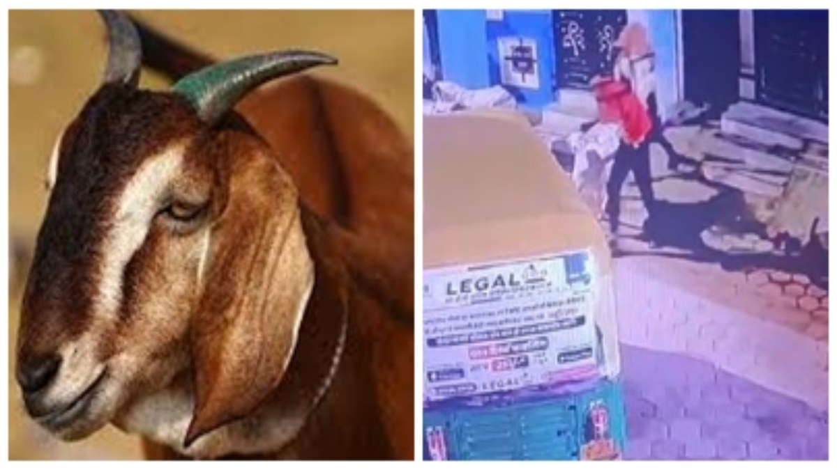 MP में मुर्गा और बाल के बाद बकरे की चोरी: लाखों की कीमत के हैदराबादी नस्ल के दो बकरों पर किया हाथ साफ, CCTV में कैद हुए शातिर चोर