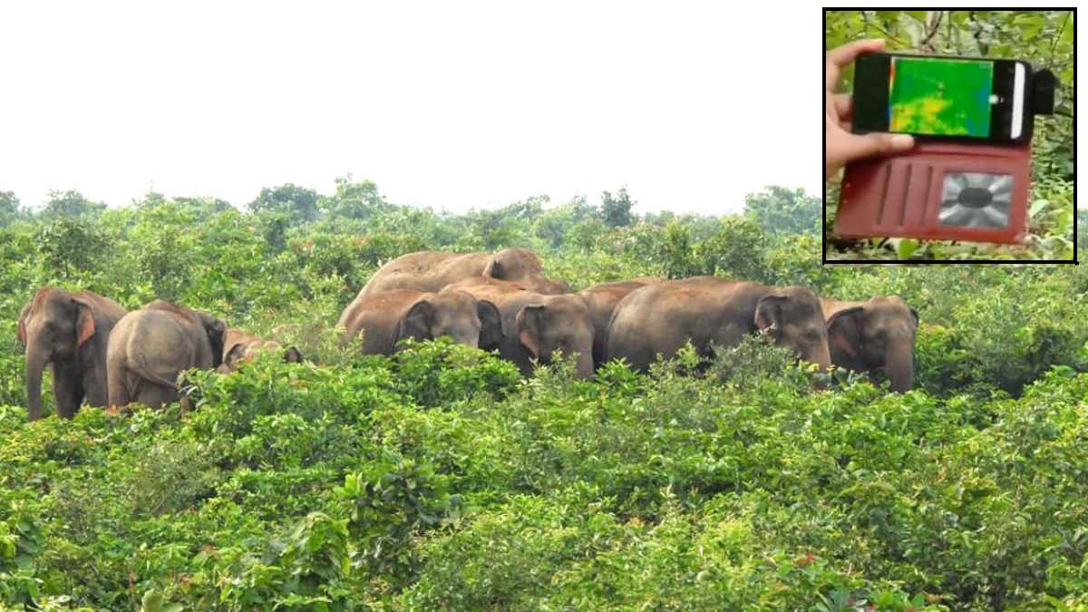 Lalluram Special : हाथियों के पैरों तले 24 घंटे में तीन लोगों के रौंदे जाने के दुख ने दिया ‘एलीफेंट अलर्ट’ एप को जन्म, सात महीने में नहीं हुई एक भी जनहानि…