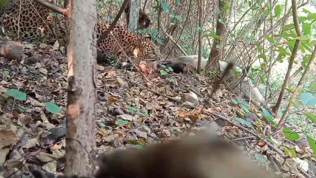 रिहायशी इलाके में तेंदुए की दस्तक: बछड़े और बकरी का किया शिकार, ग्रामीणों में दहशत का माहौल, देखें वीडियो
