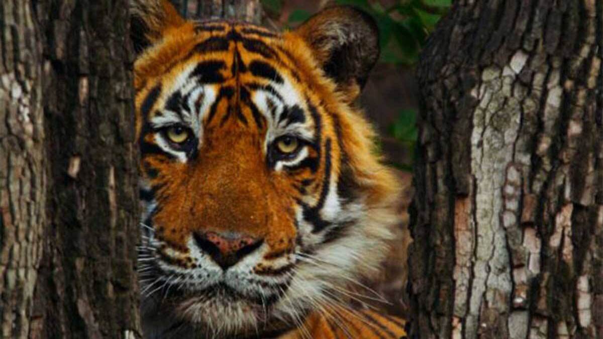 टाइगर स्टेट में 11 महीने में 14 बाघों का शिकार: 5 को करंट लगाकर मारा, सबसे अधिक Tiger की मौत मध्य प्रदेश में, महाराष्ट्र दूसरे और उत्तराखंड तीसरे नंबर पर