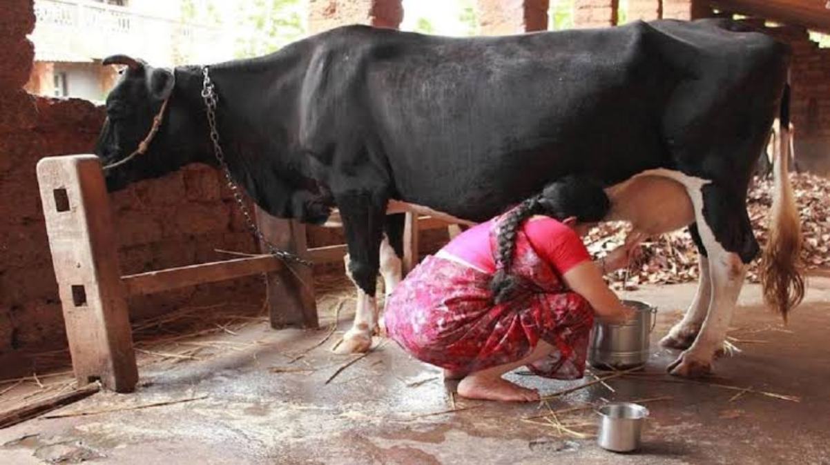 Best Pashu Aahar: जानिए कौन से पशु आहार से ज्यादा दूध देती हैं गाय-भैंस…