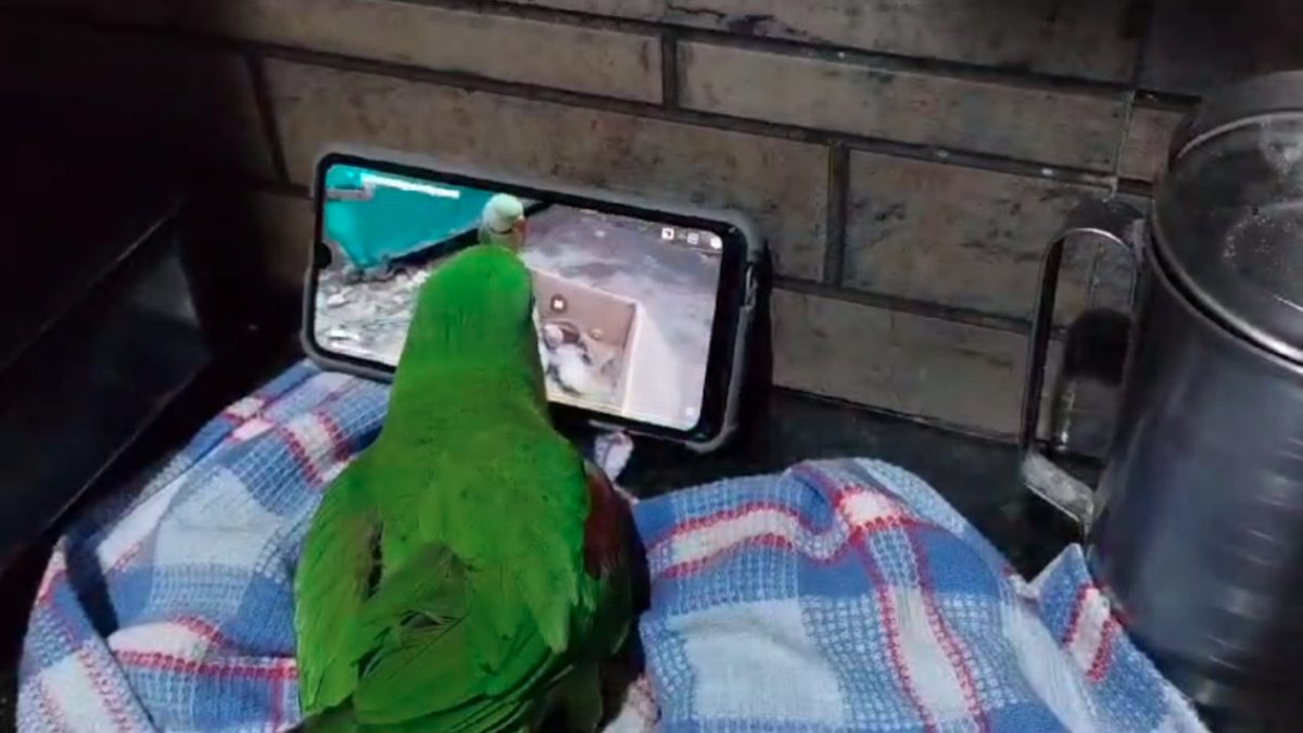 पिंजरे से फुर्र हुआ ‘तोता’ : परिवार ने इश्तिहार जारी कर घोषित किया इनाम किया, मोबाइल चलाने में माहिर था मिट्ठू