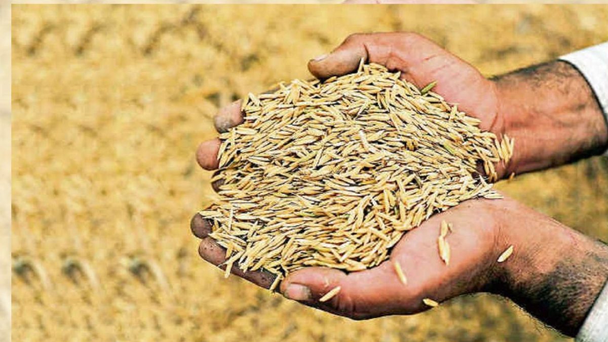 UP में किसानों से हुई 53.79 लाख मीट्रिक टन धान की खरीदी, 11,745 करोड़ का हुआ भुगतान