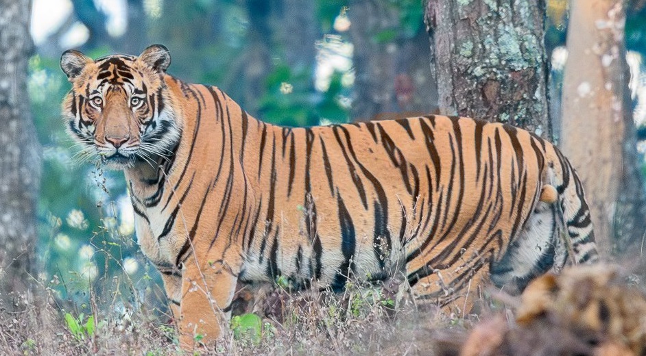 ओडिशा के Similipal Tiger Reserve में दो Tiger की Fight हुई कैमरे में कैद… जंग जीतने के बाद T35 ने ऐसे खिंचाई फोटो