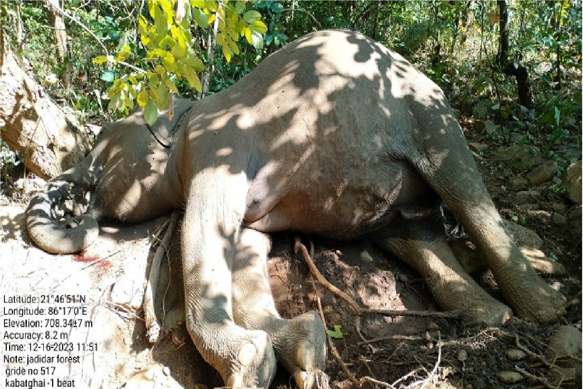 Similipal Tiger Reserve में हाथी की मौत