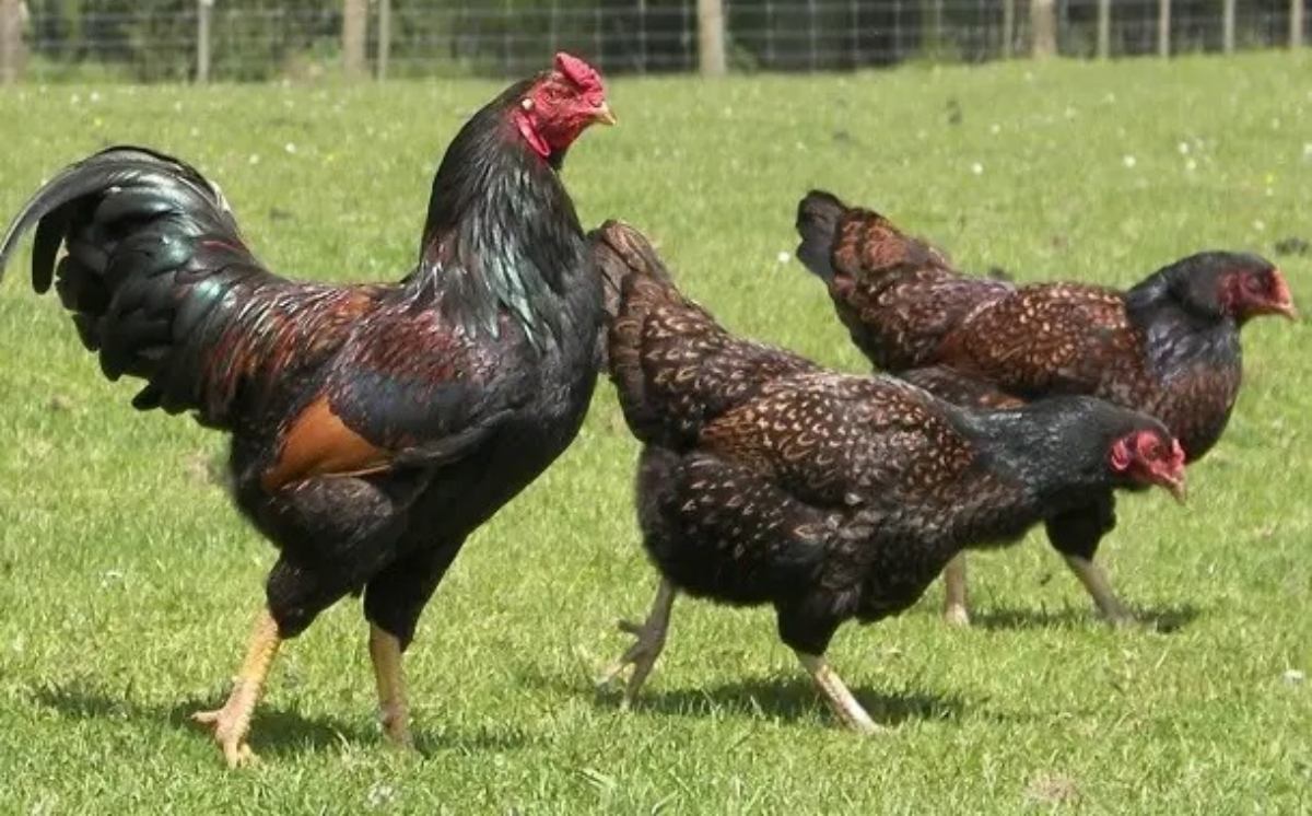 Odisha News: सोने के अंडे नहीं, सोने की कीमत वाली ये मुर्गी, 1 की कीमत जान उड़ जायेंगे आपके होश…