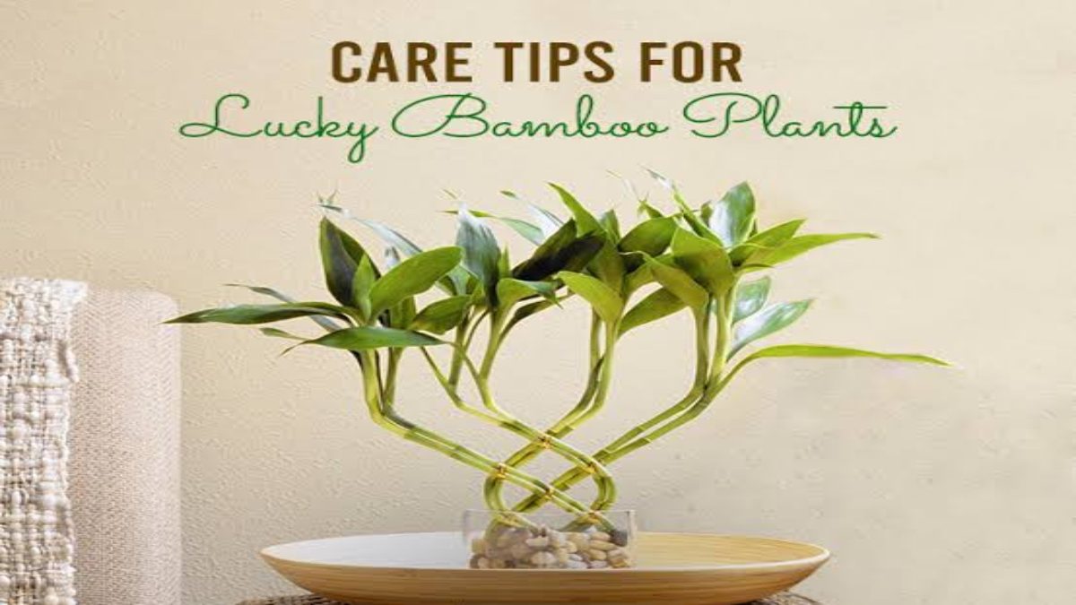 Bamboo Plant Care Tips : सर्दियों में बैम्बू प्लांट को होती है Extra Care की जरूरत, इस तरह रखें पौधे का ख्याल …