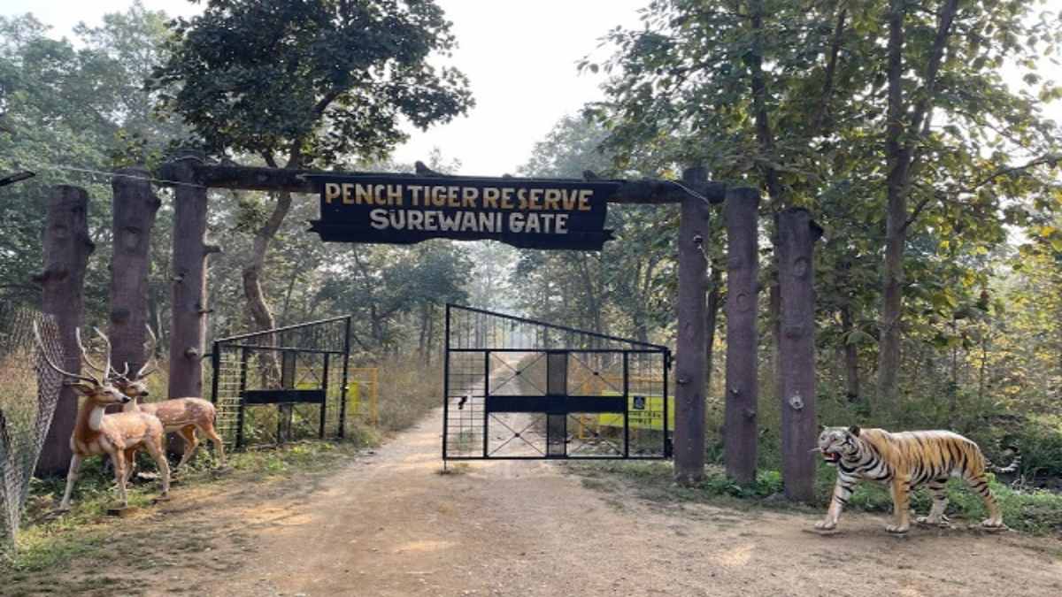 नए साल के जश्न की तैयारी: पर्यटकों में चढ़ा टाइगर सफारी का खुमार,13 दिन पहले टाइगर रिजर्व की एंट्री टिकट फुल