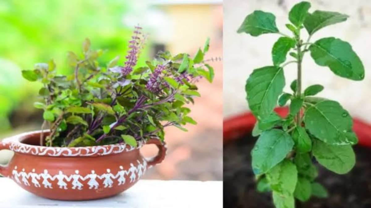 हिन्दू धर्म में तुलसी पौधे का है पवित्र स्थान, जानिए तुलसी मंजरी का क्या करें और कैसा पौधा उपहार में दें