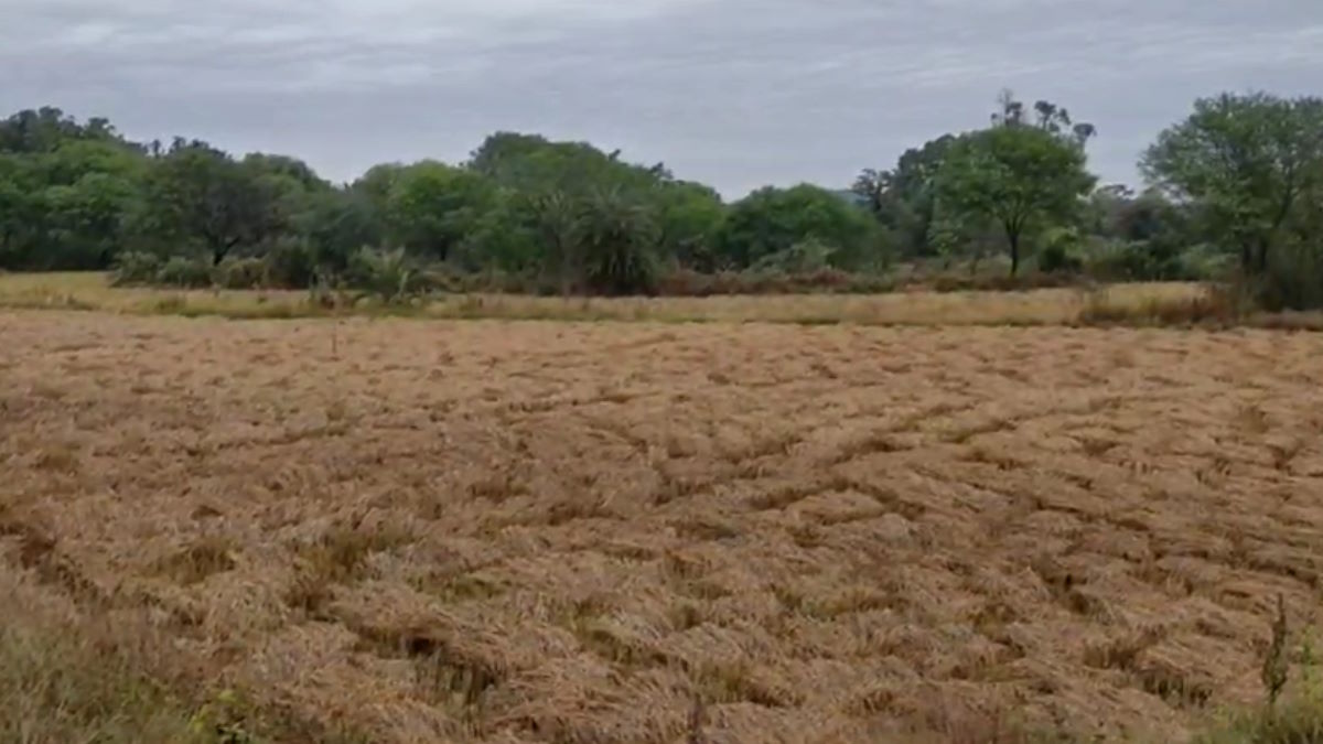 लगातार बारिश से धान की फसल को भारी नुकसान, किसानों ने शासन से नमीयुक्त धान खरीदने के साथ लगाई मुआवजे की गुहार