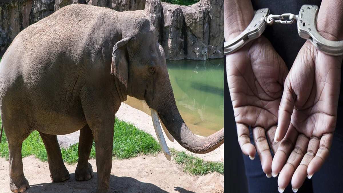 ODISHA NEWS : देवगढ़ में हाथी के दांत जब्त, तीन तस्कर गिरफ्तार