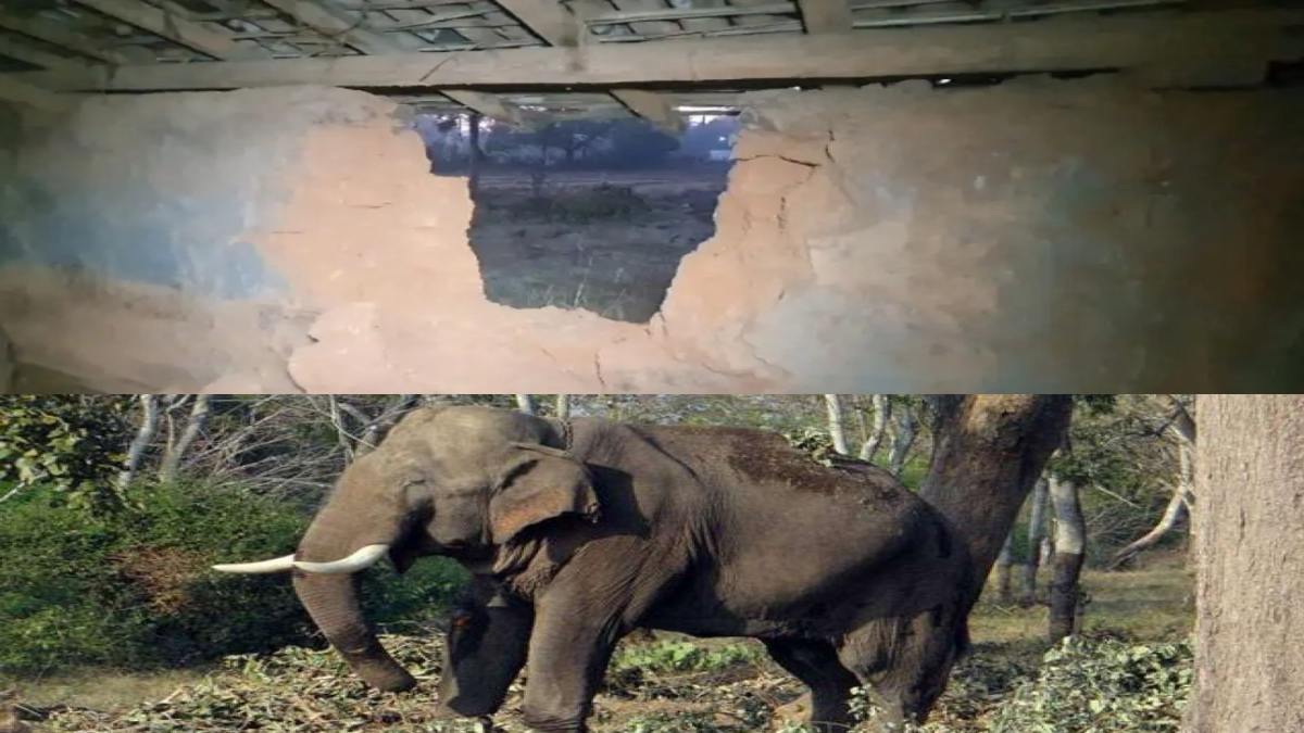 ODISHA NEWS : खाने की तलाश में दीवार तोड़ घर में घुसा हाथी, दो महिलाओं को कुचलकर उतारा मौत के घाट