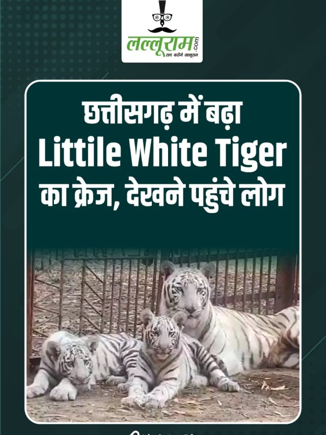 छत्तीसगढ़ में बढ़ा लिटिल White Tiger का क्रेज, देखने पहुंचे लोग