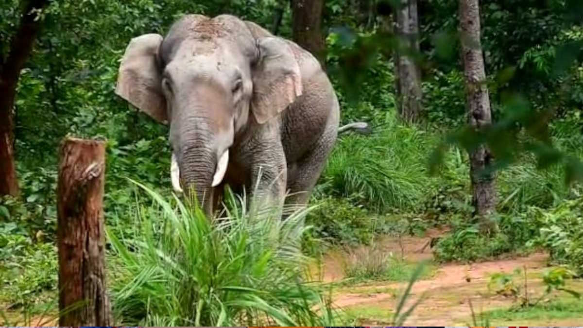 शहडोल में हाथियों के झुंड ने मचाया उत्पात: फसल को पहुंचा रहे नुकसान, दहशत में ग्रामीण, हमले में अब तक 6 की मौत