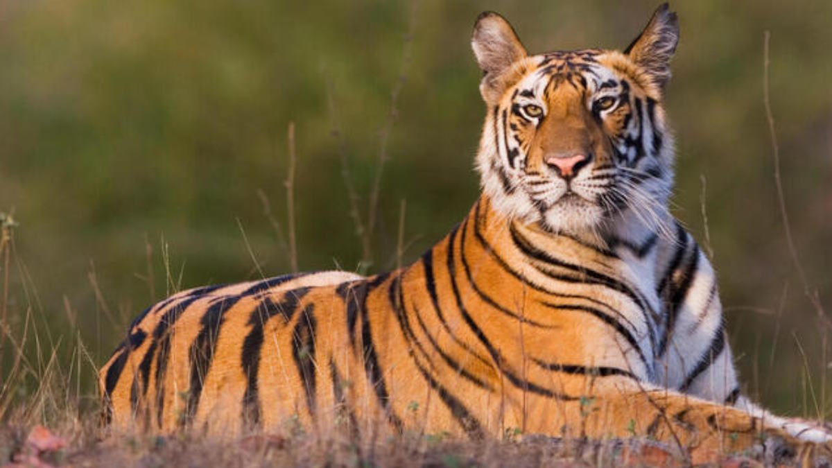 Rajasthan News: मुकुंदरा में अब जल्द होगी एक और टाइग्रेस की एंट्री, टाइगर यहां होगा शिफ्ट