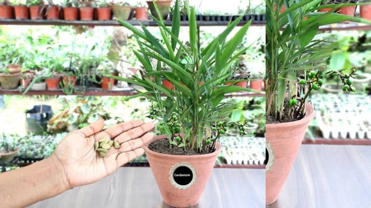 Elaichi Plant At Home : अब घर के गमले में भी लग सकता है इलायची का पौधा,  इस तरह करनी होगी देखभाल…
