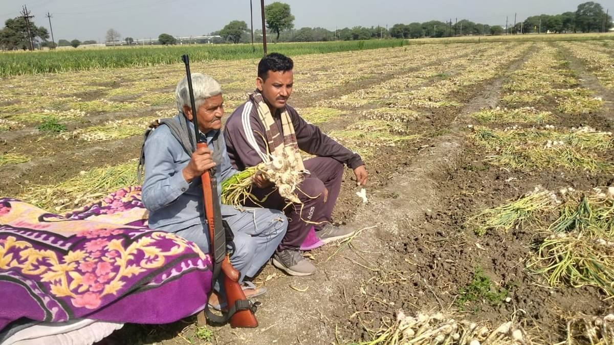 बंदूक की नोक पर लहसुन की रखवाली: फसल की निगरानी के लिए किसानों ने रखे चौकीदार, तो कहीं लगाए CCTV
