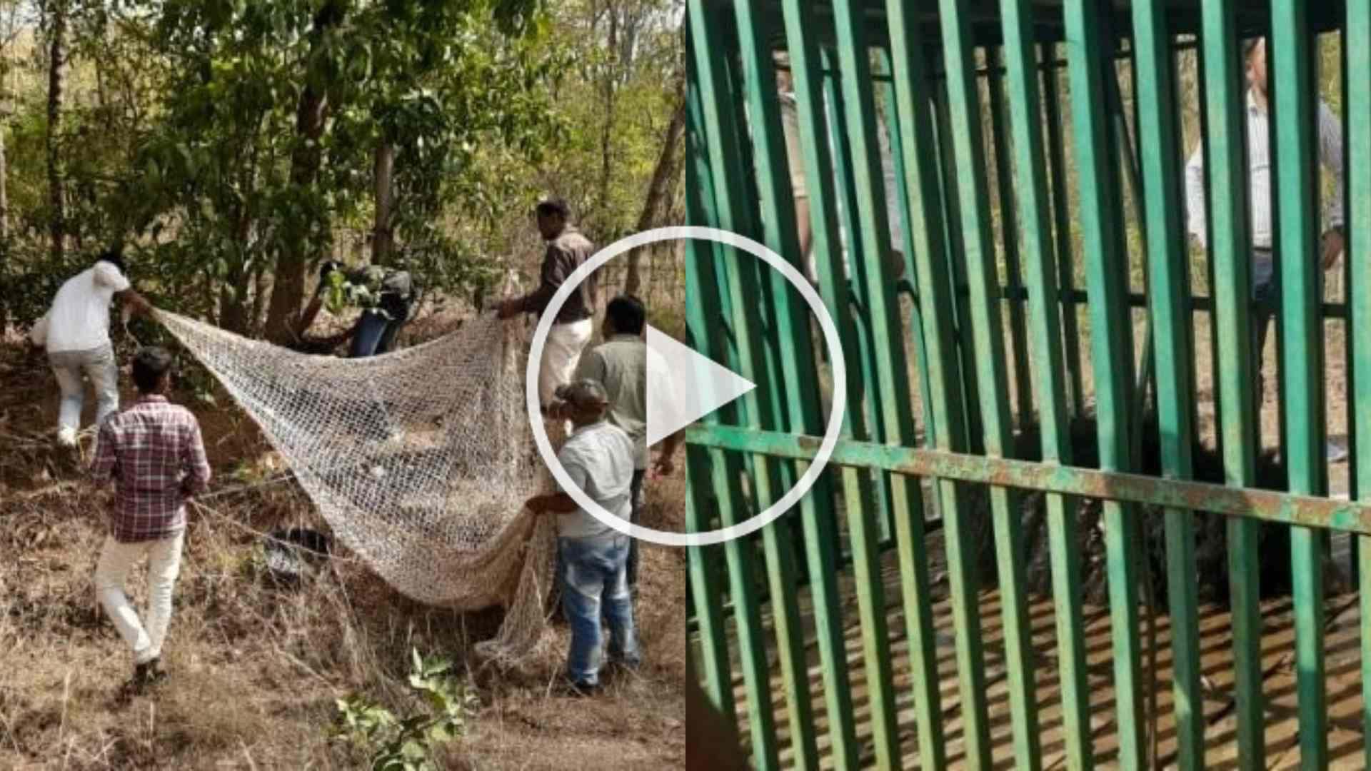 खेतों में लगी तार की फेंसिंग में फंस गया था भालू, रायपुर से पहुंची टीम ने रेस्क्यू कर जंगल में छोड़ा, देखें Video