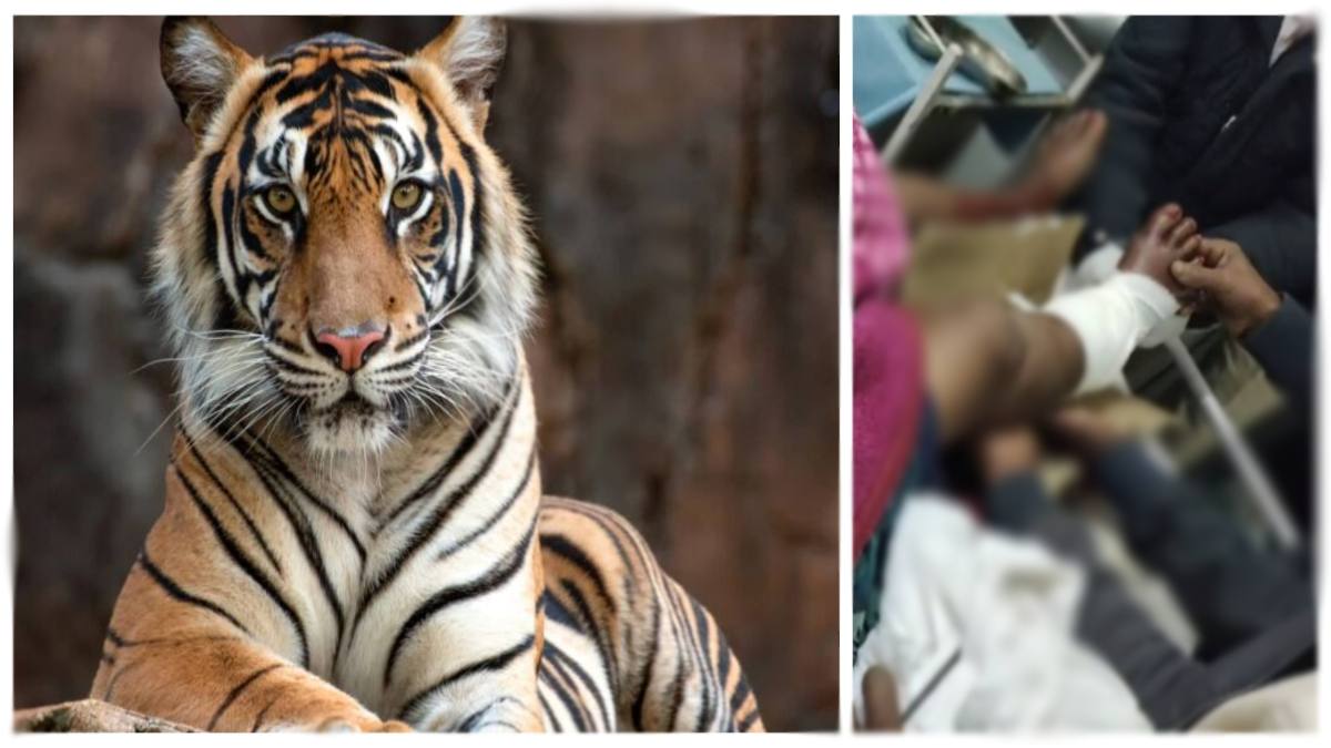 Tiger Attack: मवेशी चराने जंगल गई महिला पर बाघ ने किया हमला, अस्पताल में भर्ती