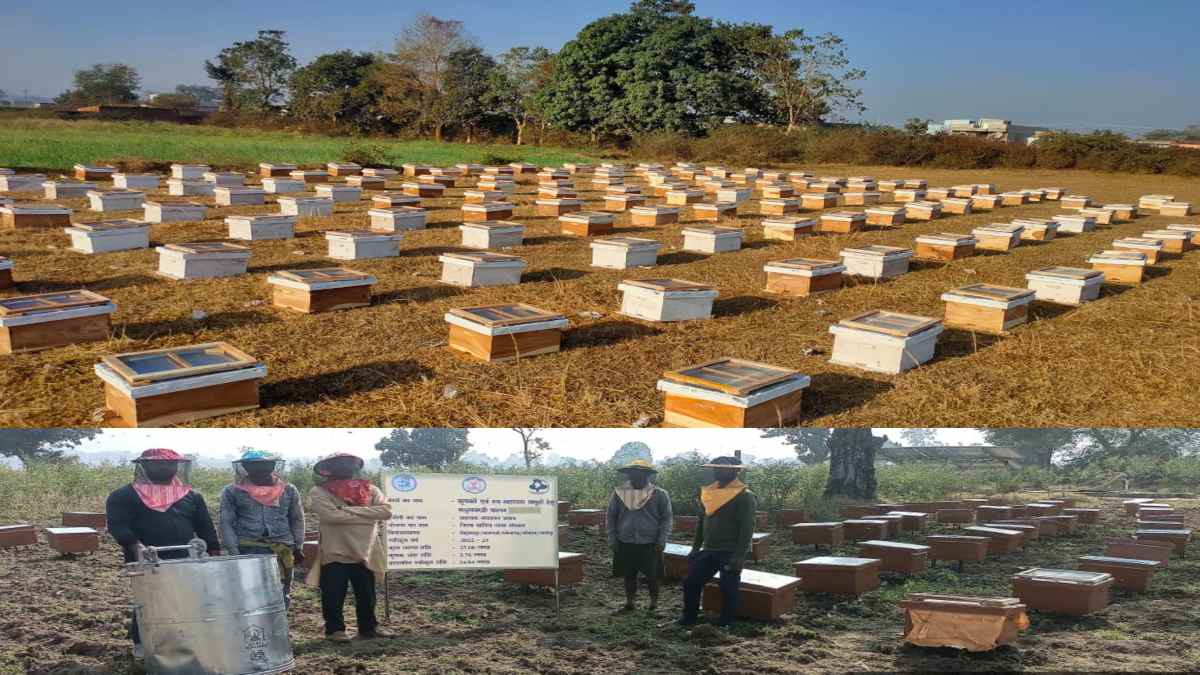 मधुरस से मोटी कमाई : मधुमक्खी पालन से मिला रोजगार का नया स्त्रोत, शहद उत्पादन से किसानों को मिल रही अतिरिक्त आय