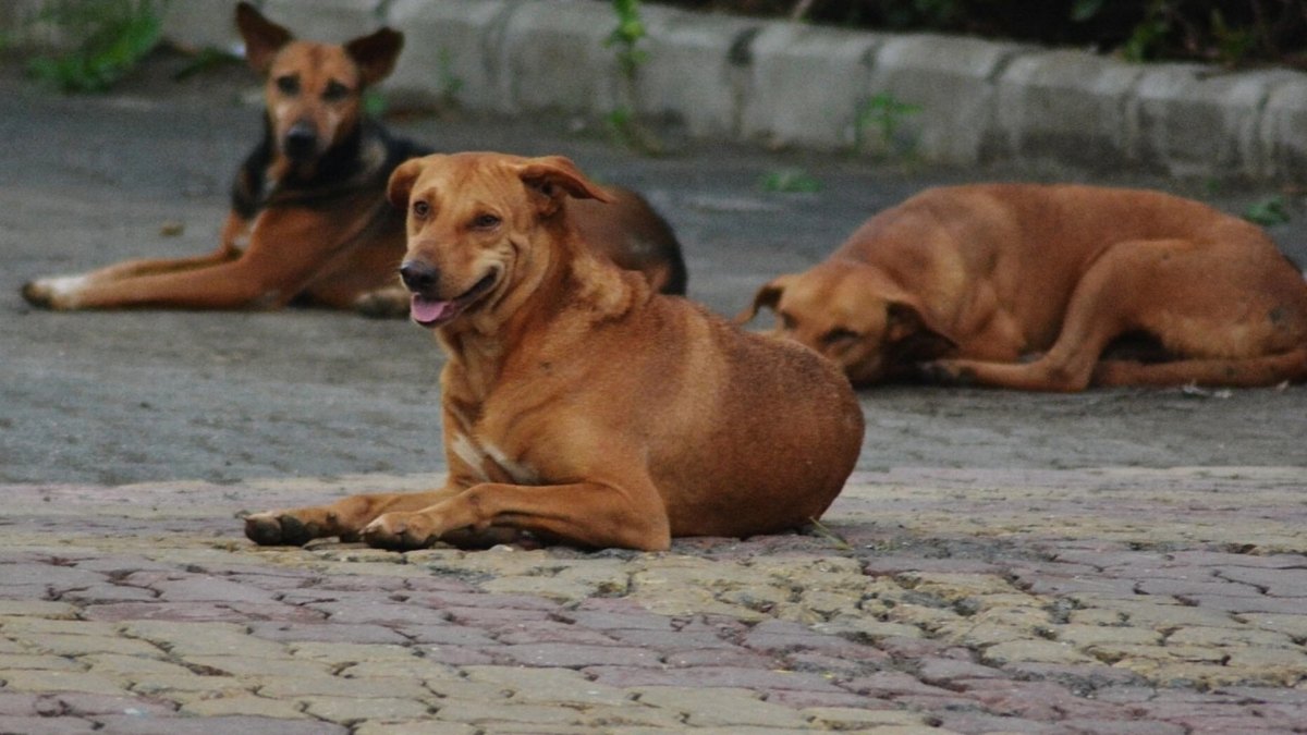 बड़ी खबर: कुत्ते के मामले में पहली कार्रवाई, कजलीखेड़ा सेंटर में गड़बड़ी पर निगम ने “नवोदय सोसाइटी” को जारी किया नोटिस