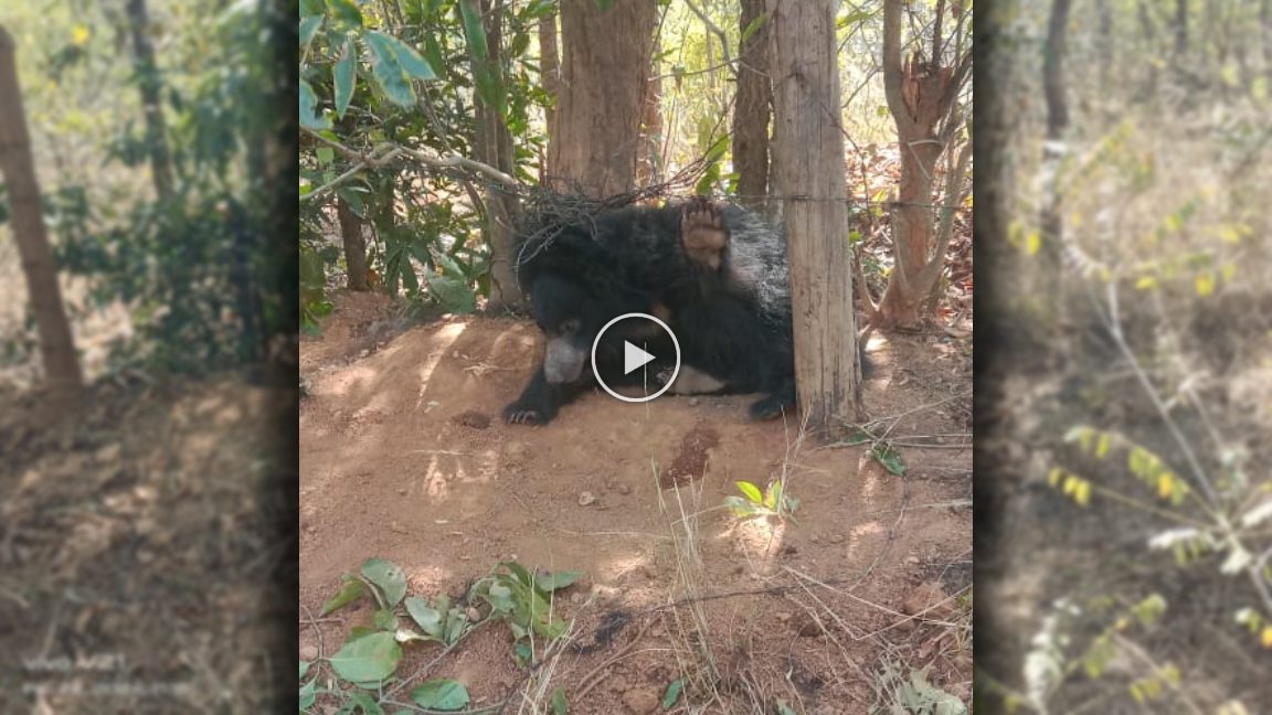 CG Viral Video: जंगल में लगी तार की फेंसिंग में फंसा भालू, निकालने के लिए जुटे वन विभाग के छूटे पसीने, राजधानी से बुलाई रेस्क्यू टीम