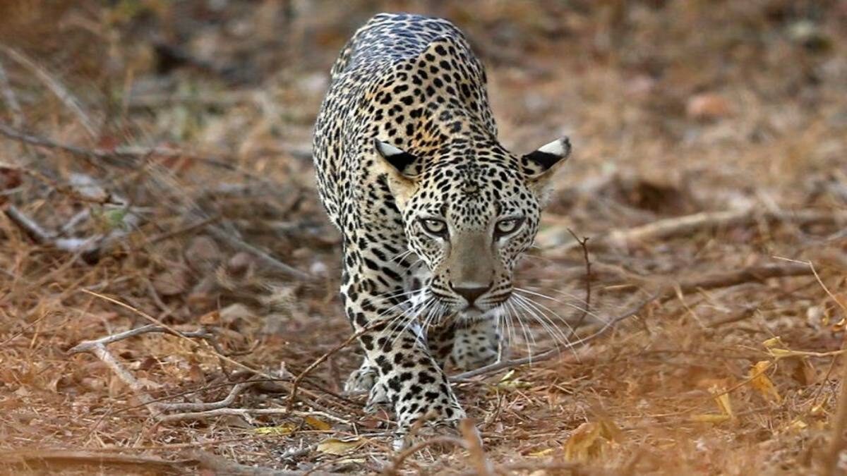 MP फिर बना तेंदुआ स्टेट: वन मंत्रालय ने जारी किए आंकड़े, प्रदेश में इतनी हुई Leopard की संख्या
