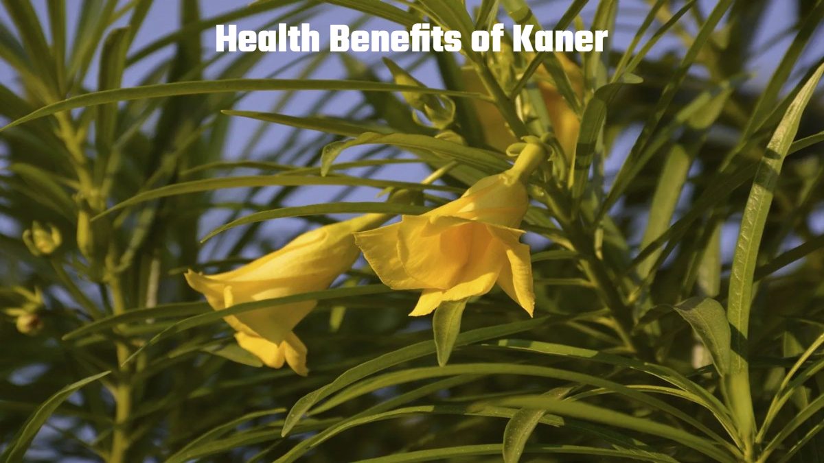 Health Benefits of Kaner : आयुर्वेद में औषधि माना जाता है कनेर का फूल, इन समस्याओं से देता है राहत
