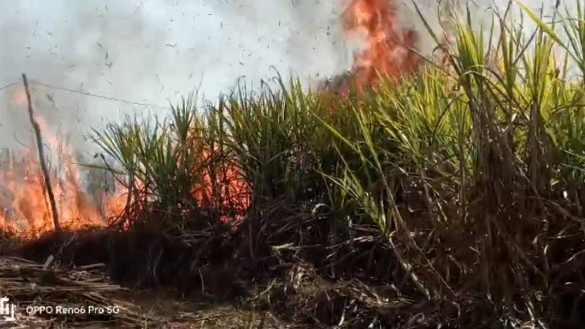 CG NEWS : गन्ने के खेत में लगी आग, 40 एकड़ से ज्यादा में लगी फसल बर्बाद, किसानों को लाखों का नुकसान