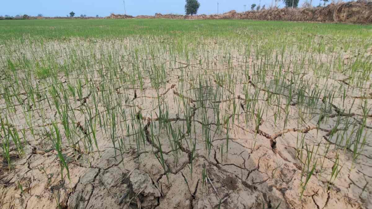 खेतों में पड़ी दरारें : सिंचाई विभाग के उदासीन रवैये से परेशान किसानों ने किया हंगामा, 2 दिन के अंदर नहर में पानी छोड़ने की मांग