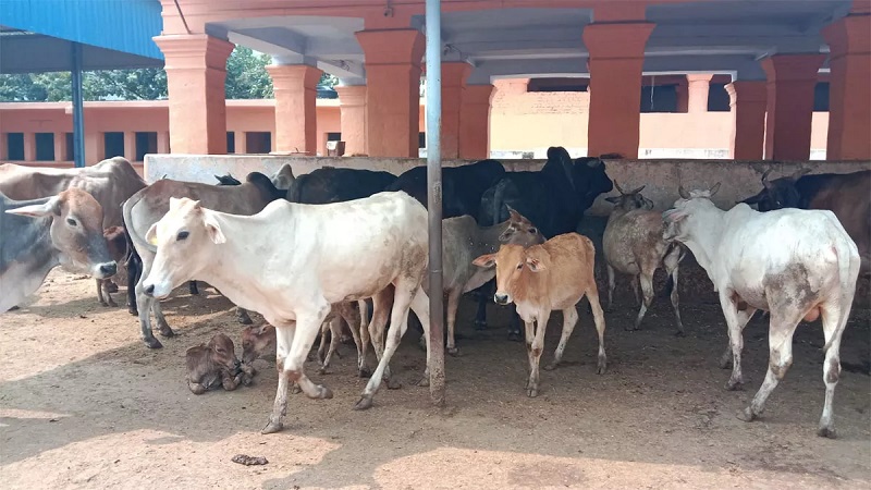 Rajasthan News: 15 लीटर दूध का दावा, गाय ने 2-3 लीटर ही दिया, मामला दर्ज