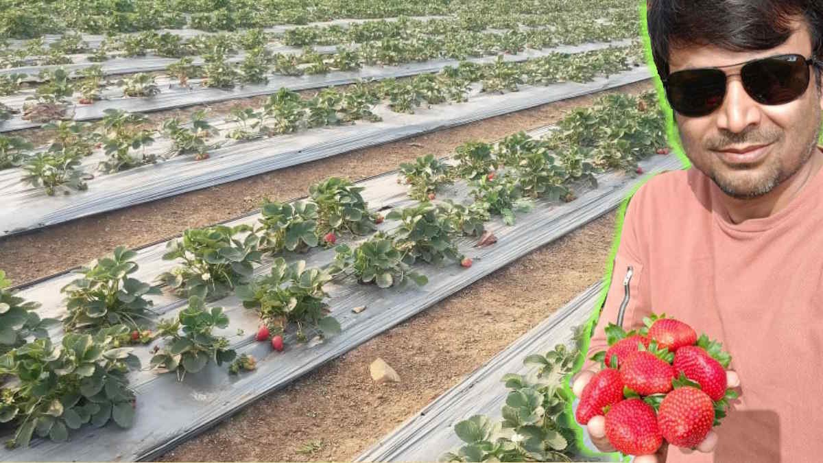 LR Special : तापमान अनुकूल नहीं होने के बाद भी रायपुर में हो रही स्ट्रॉबेरी की खेती, किसान प्रभात कुमार बता रहे कैसे आप भी कमा सकते हैं लाखों रुपए…