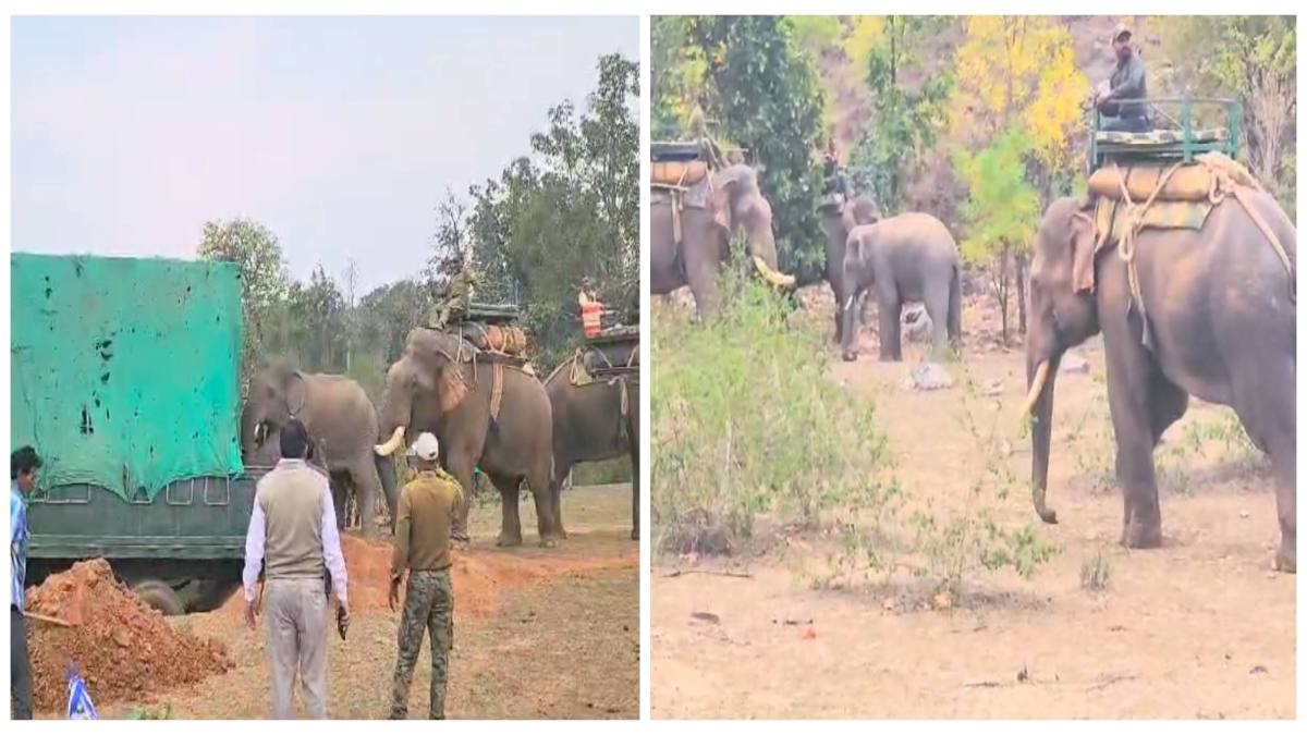छत्तीसगढ़ से आए बिगड़ैल हाथी का रेस्क्यू: 5 ट्रेंड हाथी समेत 40 से अधिक कर्मचारियों ने पकड़ा, कई महीनों से मचा रहा था उत्पात