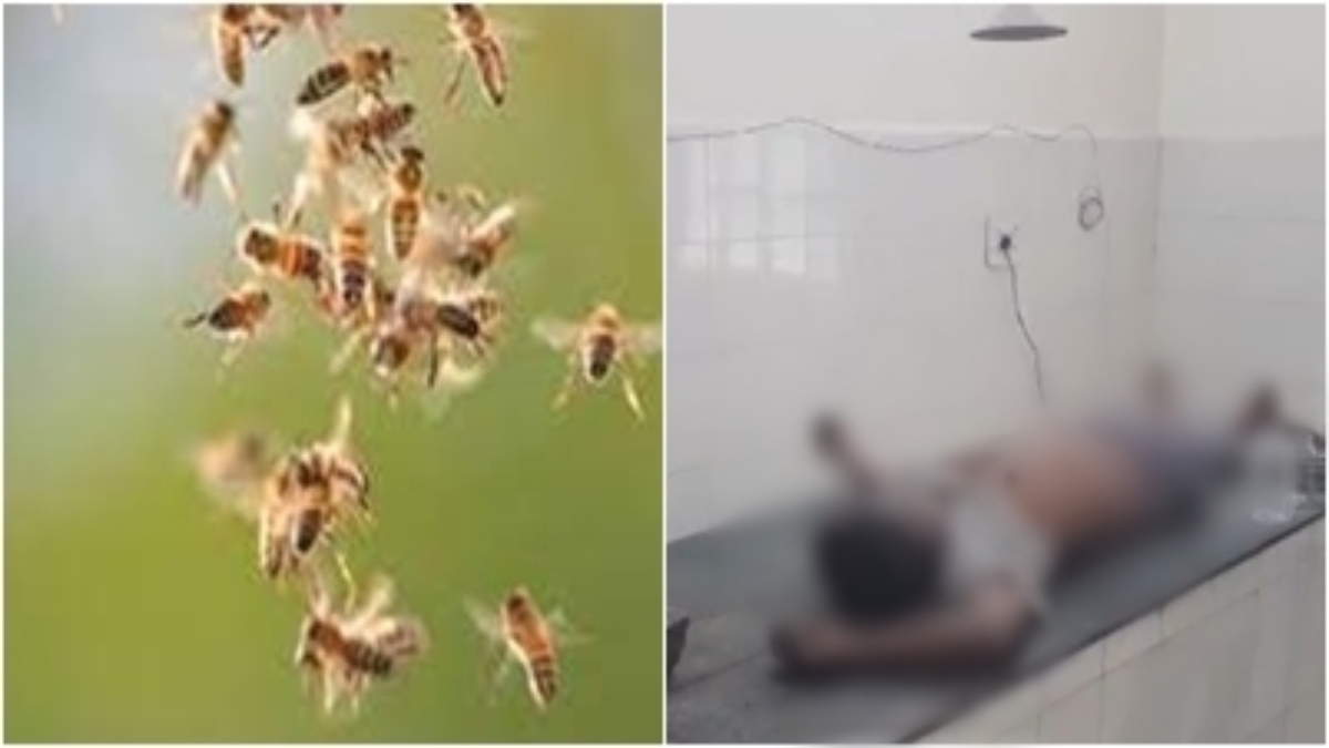 Bee Attack in Morena: मधुमक्खी के हमले में किसान की मौत, पांच घायल 
