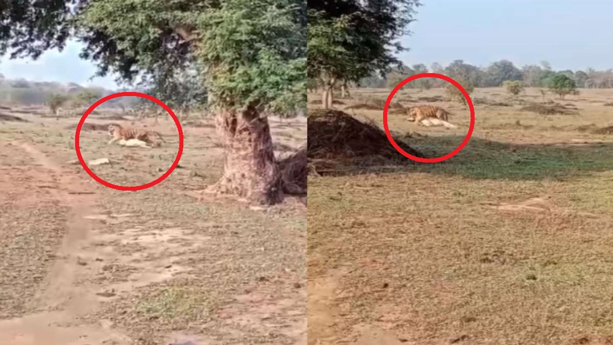 Satpura Tiger Reserve: बाघिन ने गाय का किया शिकार, सैलानियों ने बनाई VIDEO, देखें