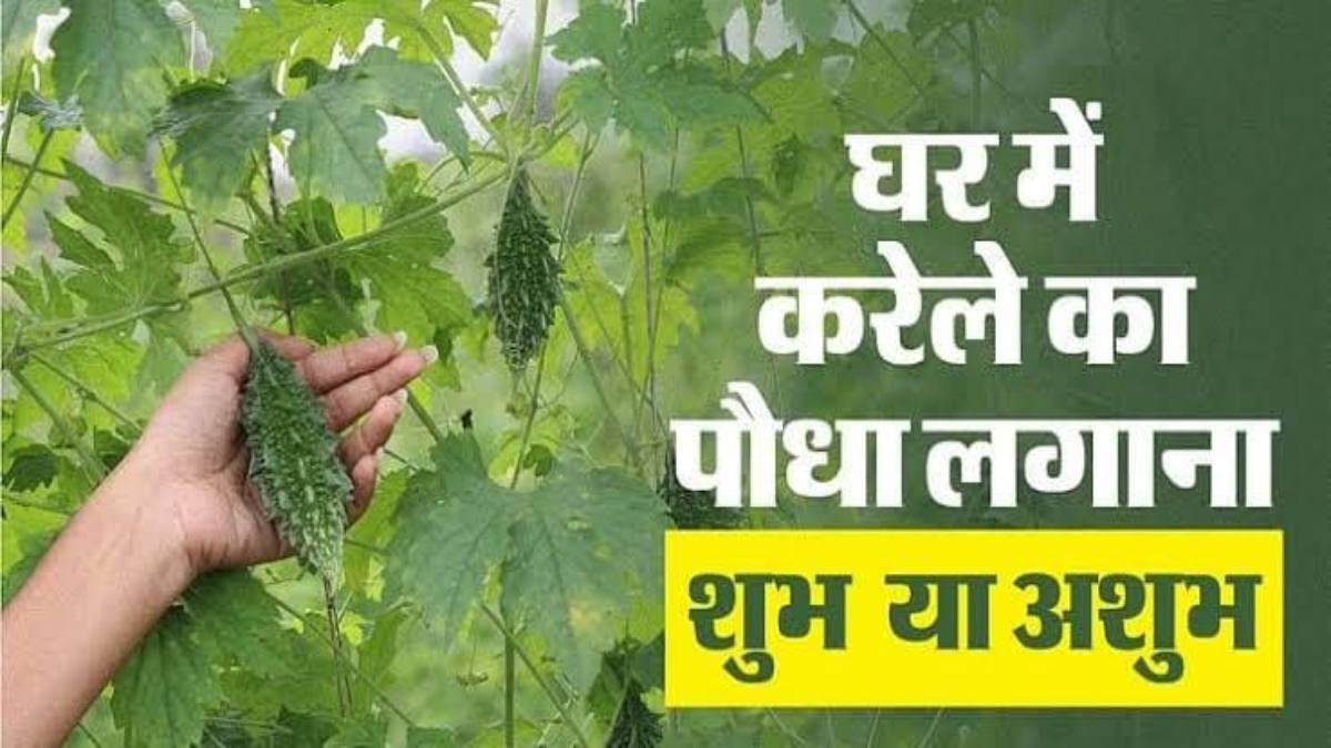 Vastu Tips : क्या घर में लगा सकते हैं करेले का पौधा?  जानिए क्या कहता है वास्तु