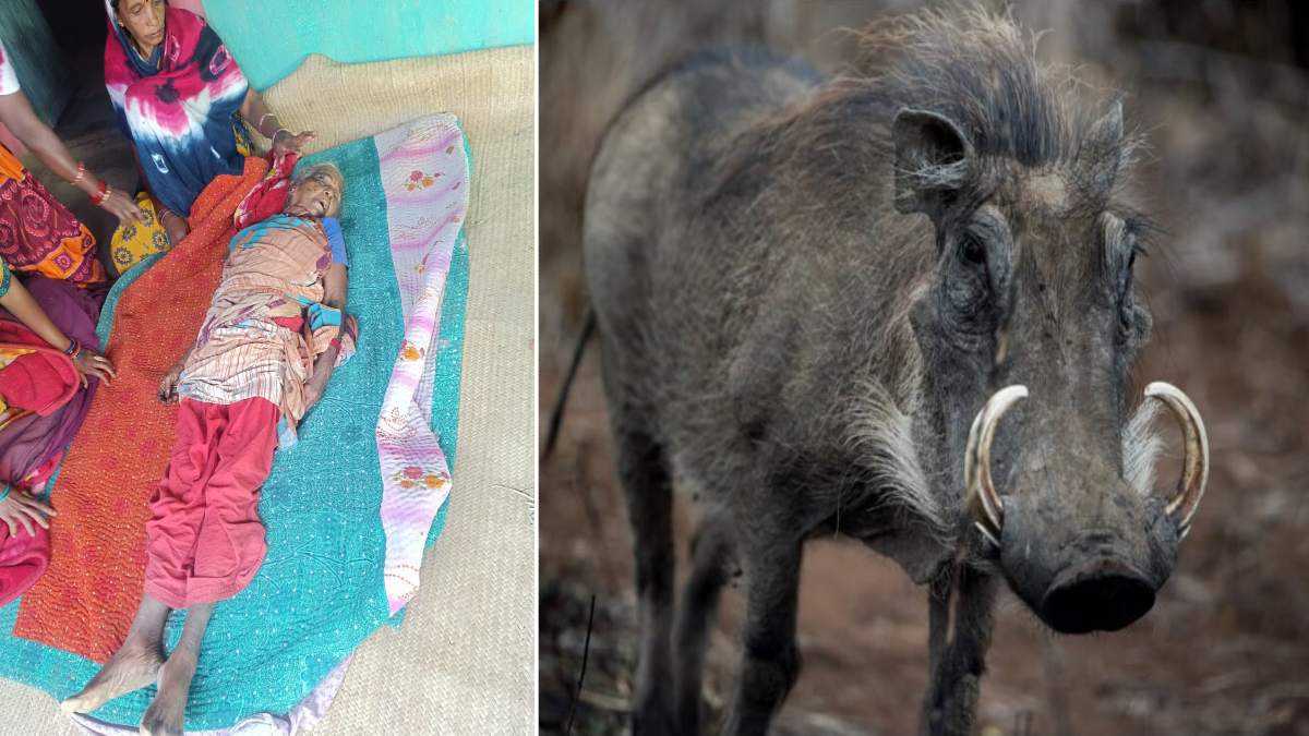 CG News : जंगली सुअर के हमले से वृद्धा की मौत, महुआ बीनने गई थी जंगल