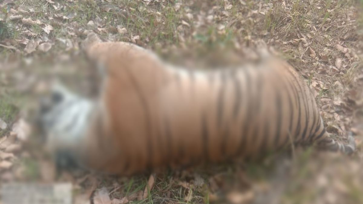 खतरे में ‘Tiger State’: बांधवगढ़ टाइगर रिजर्व में फिर एक बाघ की मौत, 55 दिनों के अंदर सातवें Tiger की गई जान