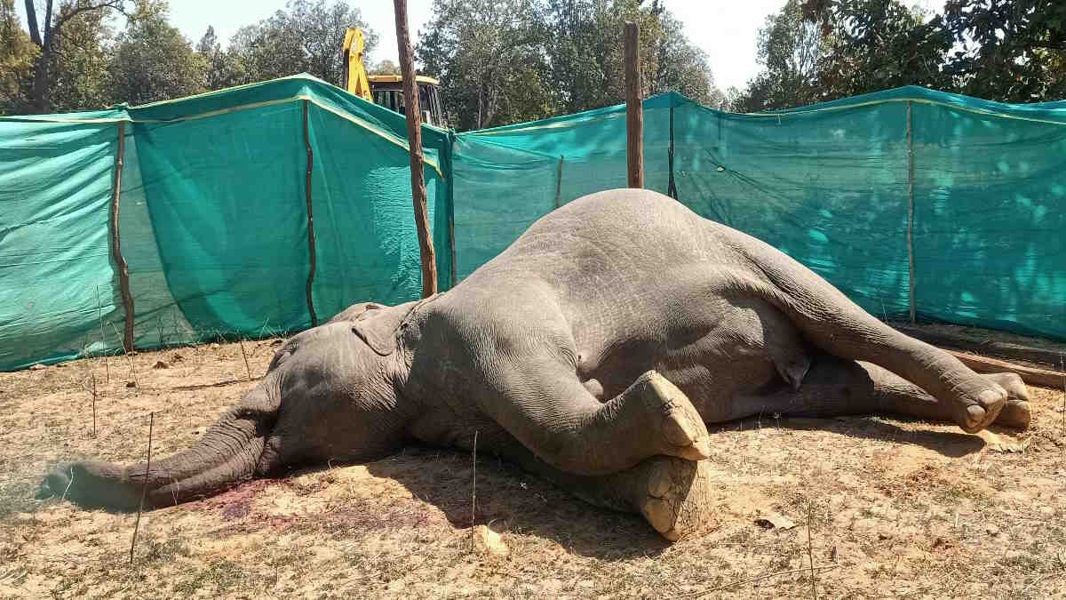 वाड्रफनगर वन परिक्षेत्र में हुई नर हाथी की मौत, कारण जानने में जुटा वन विभाग…