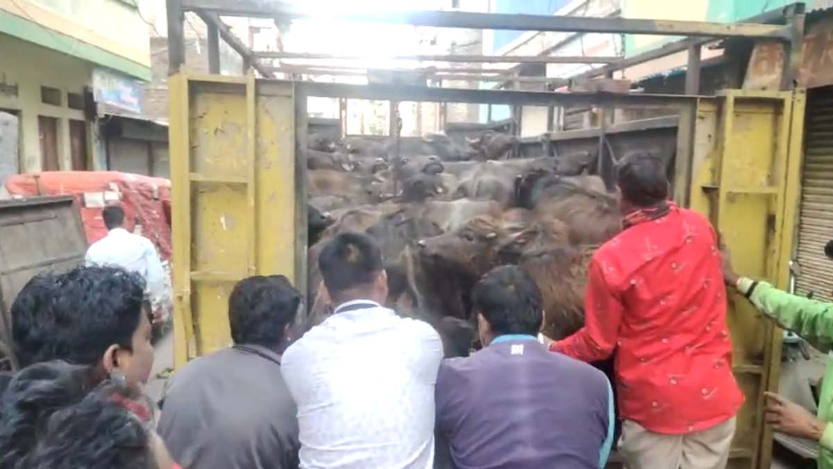 बूचड़खाना संचालक पर रासुका की कार्रवाई: पुलिस ने जब्त किए थे 50 से ज्यादा जानवर, मांस और औजार, आरोपी पर पहले से 20 मामले दर्ज