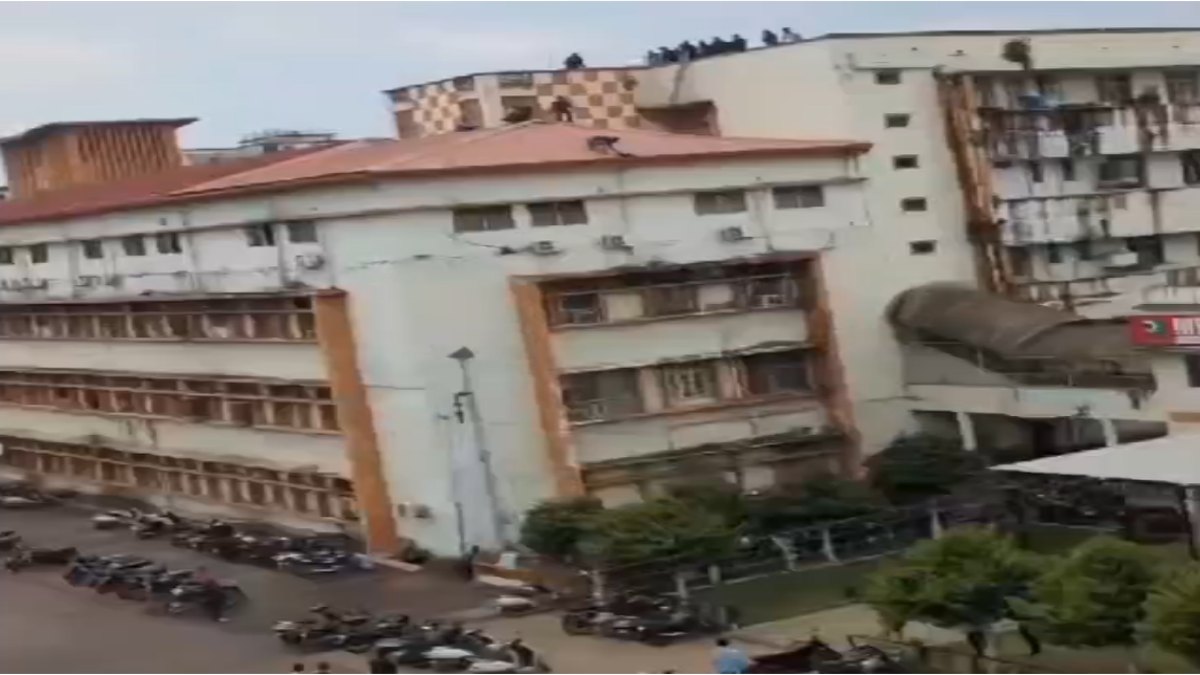 डॉग के दो बच्चे बंदर उठाकर ले गएः मेडिकल अस्पताल के तीसरी मंजिल पर छोड़ा, जानें फिर…