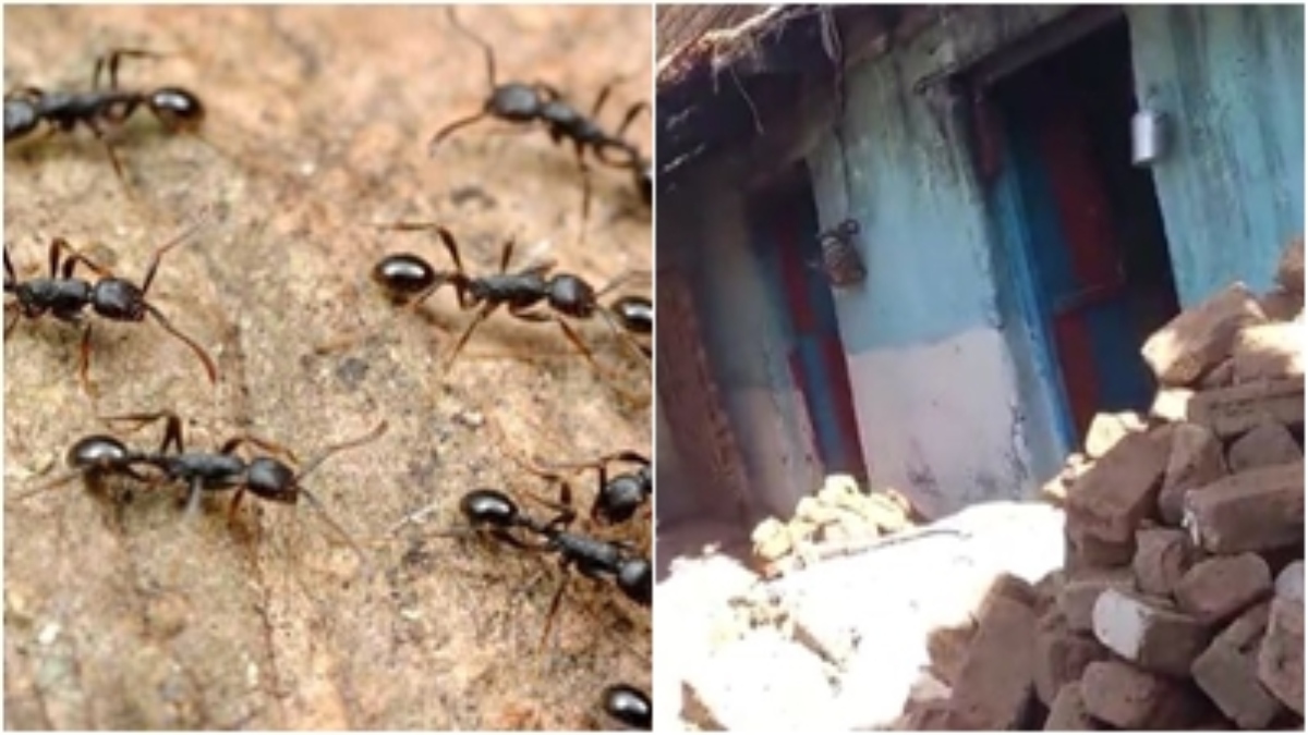 काले चींटों से परेशान परिवार ने ढहा दिया अपना ही घर: चींटों ने कर दिया था जीना मुहाल, अब सरकार से पक्के मकान की दरकार