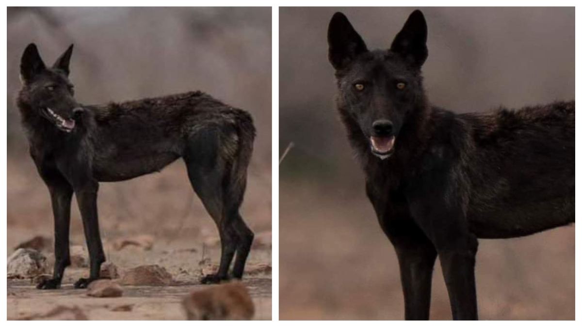 Black Wolf in MP: पन्ना टाइगर रिजर्व में दिखा दुर्लभ काला भेड़िया, कैमरे में कैद हुई दुर्लभ तस्वीर