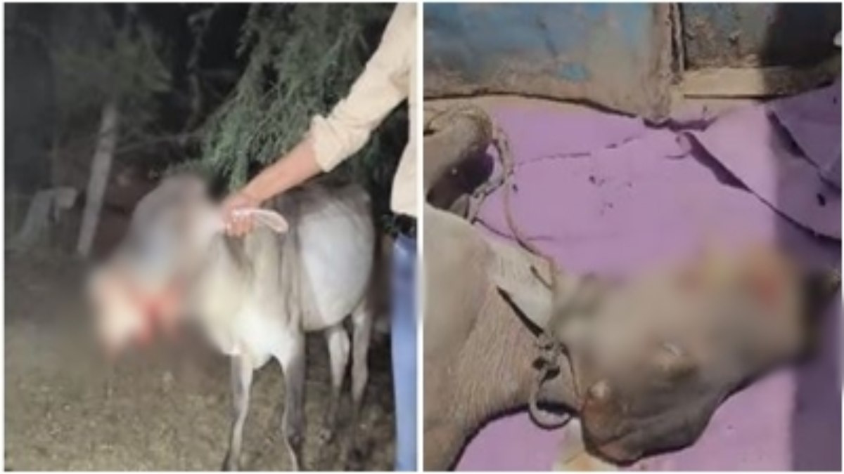 क्रूरता की हदें पार: गाय के मुंह में लगाया सुअर  मारने वाला बम, उड़ गया जबड़ा, हालत देख सहम उठे लोग