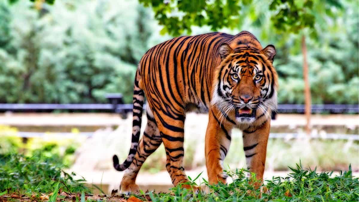 Video: आधी रात को सैर पर निकला टाइगर, बीच सड़क पर बाघ को देख थम गई राहगीरों की सासें
