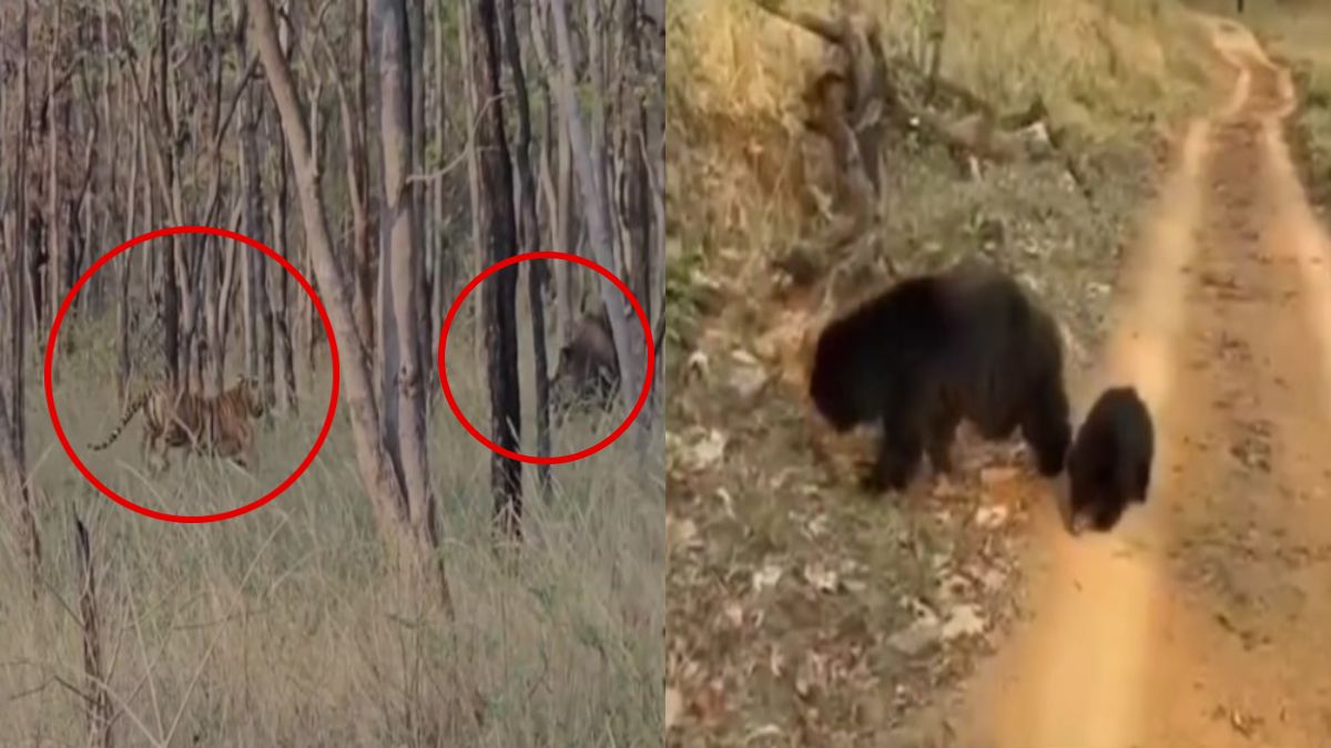 रोमांचित करने वाला Video: टाइगर ने किया बायसन का शिकार, मां के साथ मजे लेता दिखा नन्हा भालू