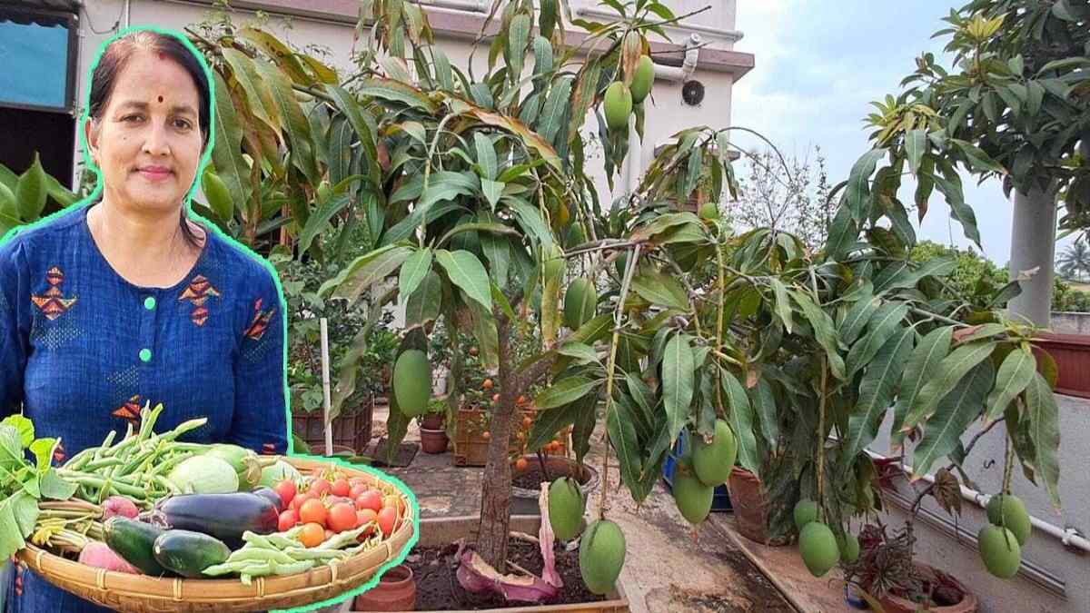 गजब! ओडिशा की ये महिला अमरूद, अनार, संतरे, आम और चीकू सहित 17 प्रकार के फल उगाती है अपने घर की छत पर …