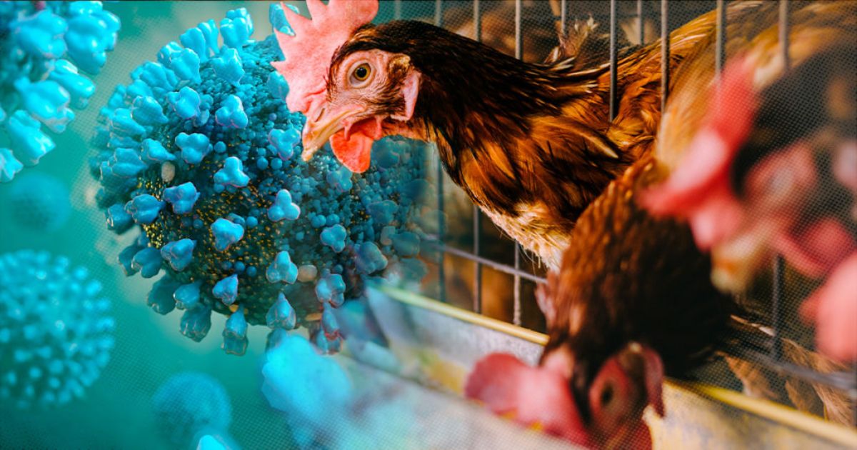 Avian influenza: बर्ड फ्लू ने रांची में मचाया कोहराम, केंद्र की सलाह-कच्चा दूध न पीएं और मांसाहारी भोजन पर्याप्त तापमान पर पकाएं